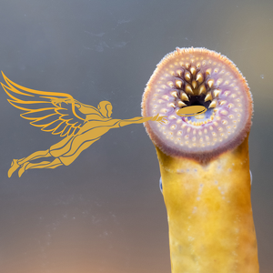 Team Page: Starling Ultimate, Northampton MA (Private)